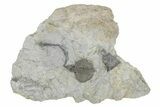 Fossil Crinoid (Dichocrinus) - Monroe County, Indiana #231982-1